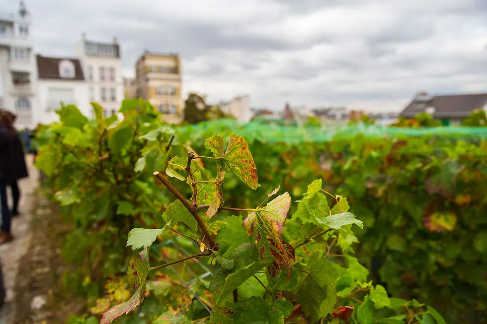 CEBP PARIS